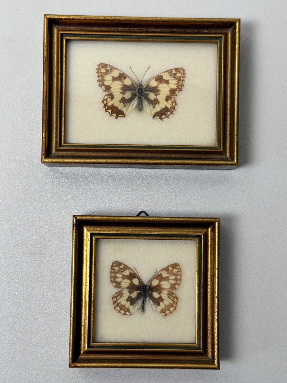 Marbled White Butterfly (Melanargia galathea) framed  2 pcs set Handmade Austria
